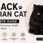 Black Persian Cat Overview, Characteristics & Price