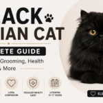 Black Persian Cat Overview, Characteristics & Price
