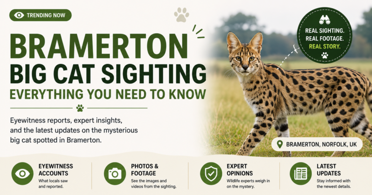 Bramerton Big Cat Sighting 2026 Everything You Need to Know