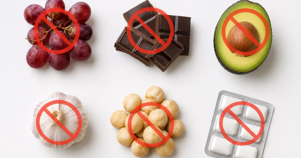 dangerous human foods toxic to dogs grapes chocolate garlic avocado