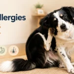 dog food allergies symptoms itching and scratching